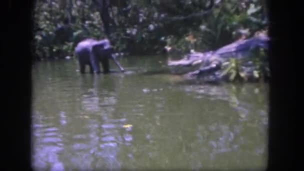 机械大象和鳄鱼 — 图库视频影像