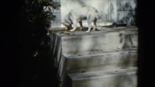 Witte hond eten op de veranda — Stockvideo