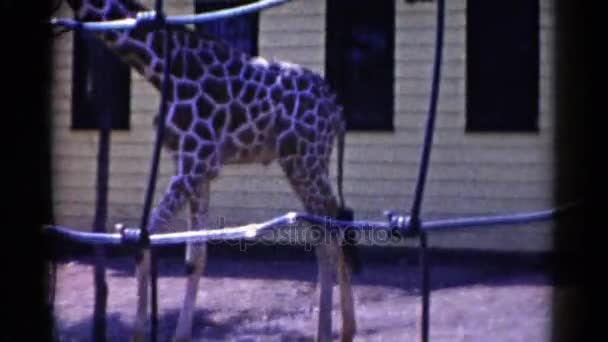 Giraffe walking on cage — Stock Video