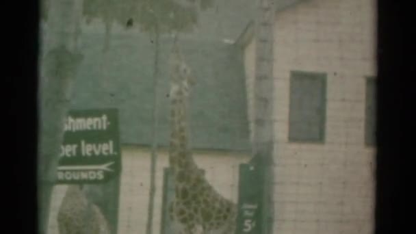 Жирафи ходіння по клітці — стокове відео