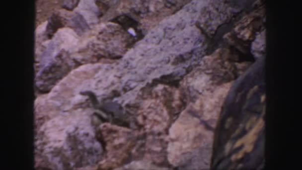 Милий бурундук в горах — стокове відео