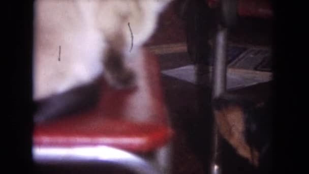 Siamese cat sitting on chair — Stock Video