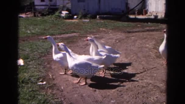 Bílé husy ve venkovské zahradě — Stock video