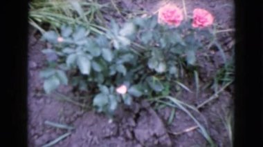 pembe Gül Bush