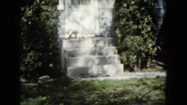 beyaz köpek ayakta verandada