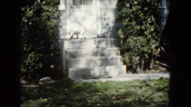Witte hond staande op de veranda — Stockvideo