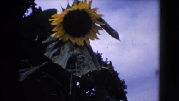 Big yellow sunflower — Stock Video