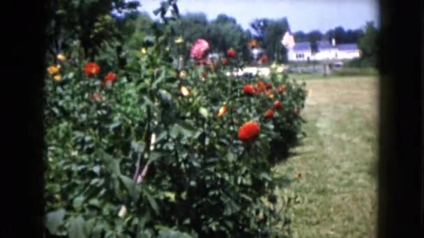 Färgglada buskar av blommor — Stockvideo