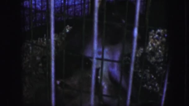 Monos jugando en jaula — Vídeo de stock