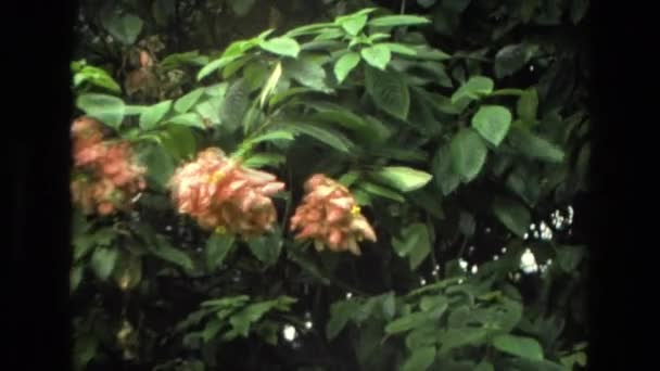 Hermosos árboles en el jardín — Vídeos de Stock