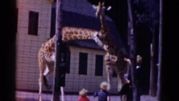 Жирафы идут по клетке — стоковое видео