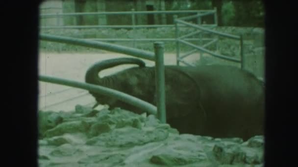 Elefantes andando no zoológico — Vídeo de Stock