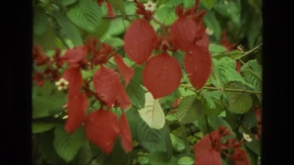 A kertben gyönyörű fák — Stock videók