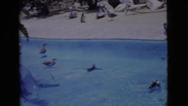 Pinguins, plavání v bazénu — Stock video
