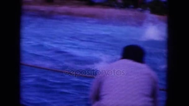 Pessoas assistindo rebanho de golfinhos — Vídeo de Stock