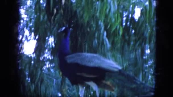 Peacock pe ramura copacilor — Videoclip de stoc