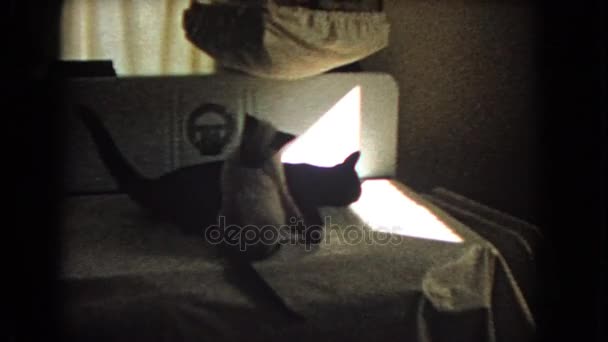 Dos gatos en el sofá a la luz del sol — Vídeos de Stock