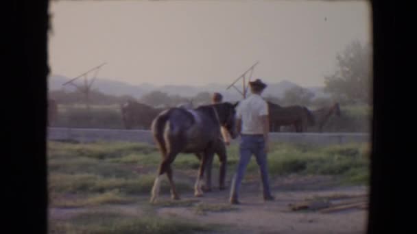 Gente cuidando caballos — Vídeo de stock