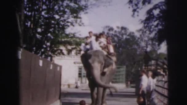 Люди верхом на слоне — стоковое видео