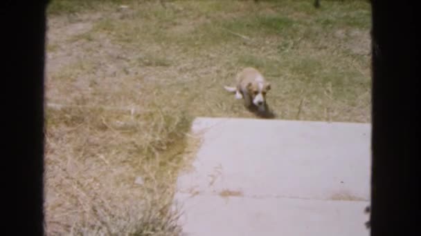 Arabanın yakınında çalışan mutlu köpek yavrusu — Stok video