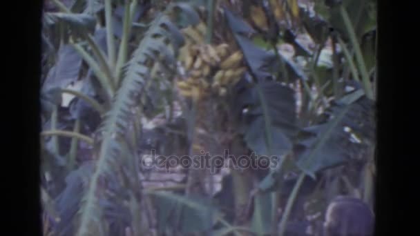 Muz ağacın yanında duran kadın — Stok video
