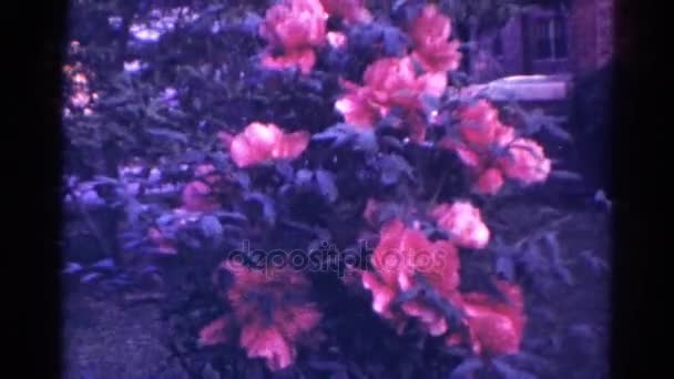 Μπους των ροζ λουλουδιών — Αρχείο Βίντεο