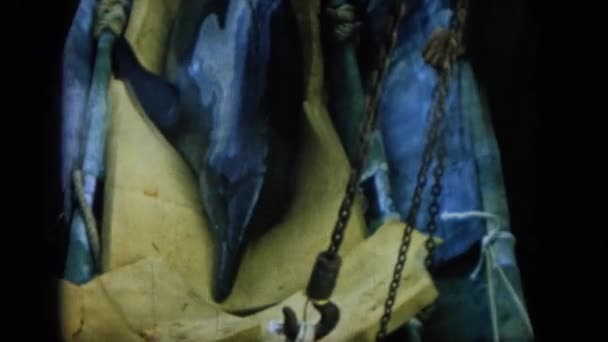 Laki-laki merawat lumba-lumba — Stok Video