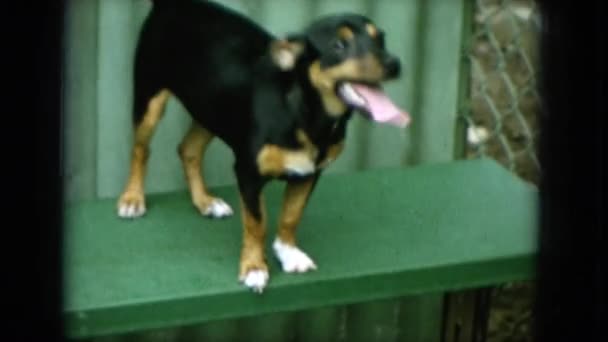 Pes s jazykem visí ven — Stock video
