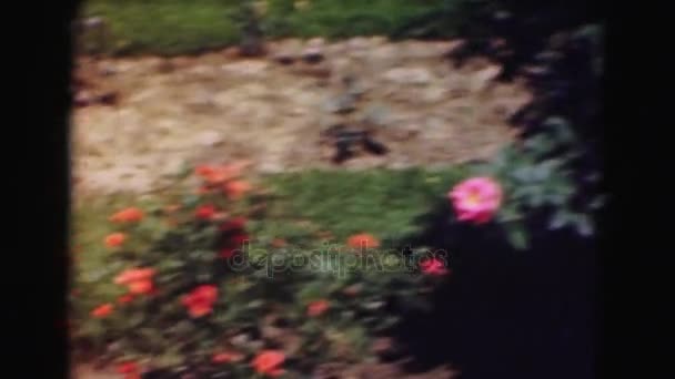 Observeren van de weergave van de bloemen in de tuin — Stockvideo