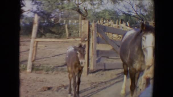 Мужчина ухаживает за лошадьми — стоковое видео