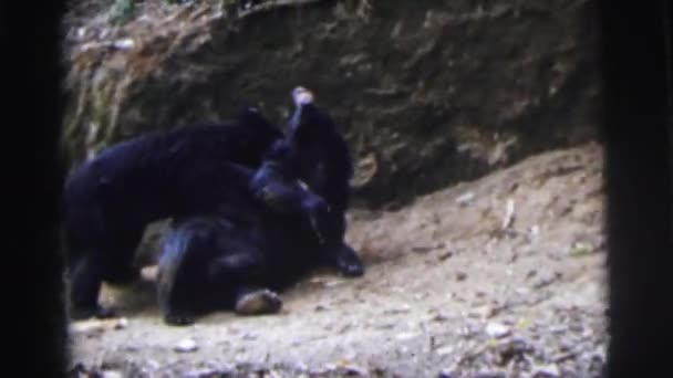 Negro osos jugando — Vídeos de Stock