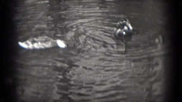 Two ducks on water — Stock Video