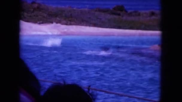 Άλμα κοπάδι των δελφινιών — Αρχείο Βίντεο