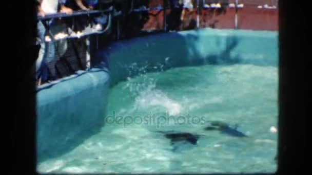 People looking at seals in pool — Stock Video