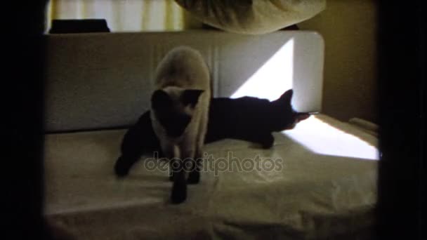 Dwa koty na kanapie w słońcu — Wideo stockowe
