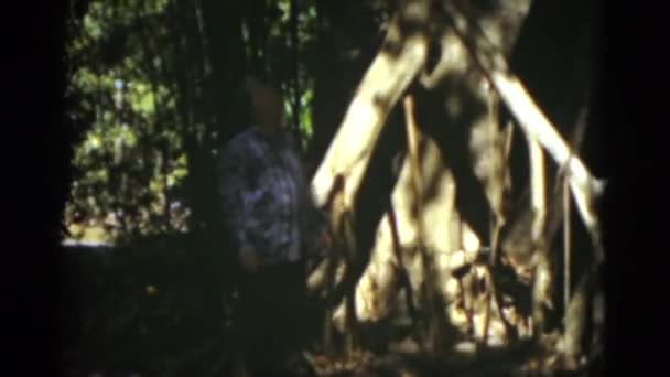 Bosque frondoso verde — Vídeo de stock