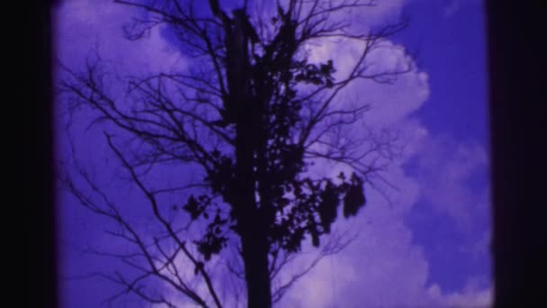 Дерево против голубого облачного неба — стоковое видео