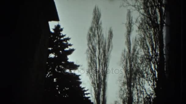 Copas de árboles y cielo nublado — Vídeo de stock
