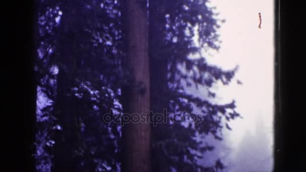 Vue d'observation des bois géants — Video