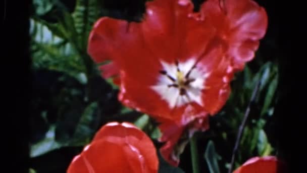 Fleurs rouges en fleurs qui coulent dans le vent — Video