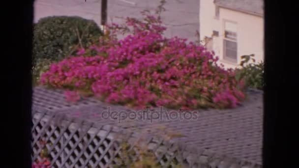 Flowers on wooden roof in garden — Stock Video