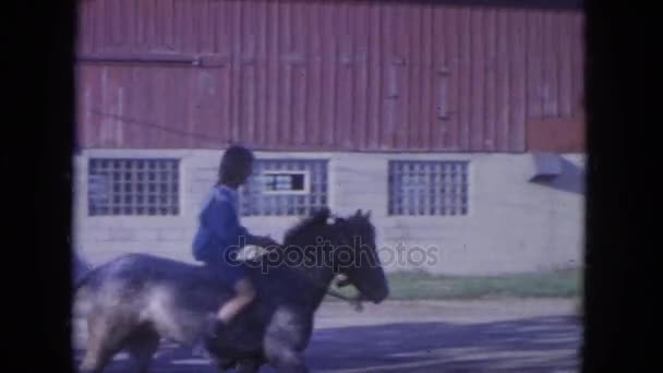 Um cavalo é visto com um cavaleiro — Vídeo de Stock
