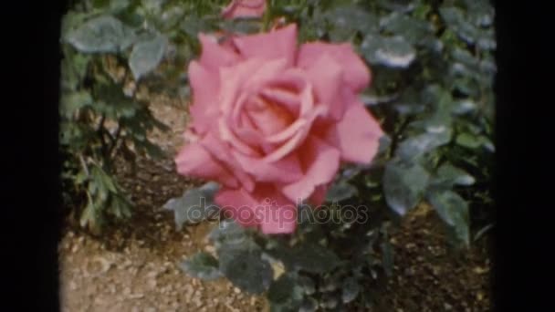 Close-up van roze bloemen — Stockvideo