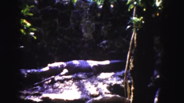 Krokodýl ležící v sunlights — Stock video