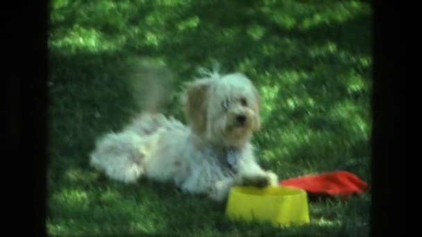 Σκυλί κουνάει την ουρά θέλει να παίξουν fetch — Αρχείο Βίντεο