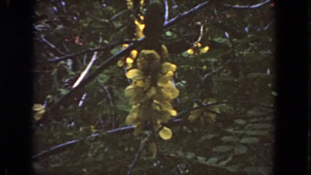 Κλείνω πάνω θέα σε κίτρινο λουλούδι — Αρχείο Βίντεο