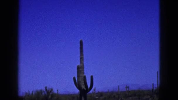Blick auf Wüste mit Kakteen — Stockvideo