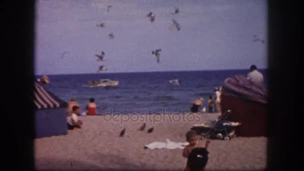 Vogelschar am Strand — Stockvideo