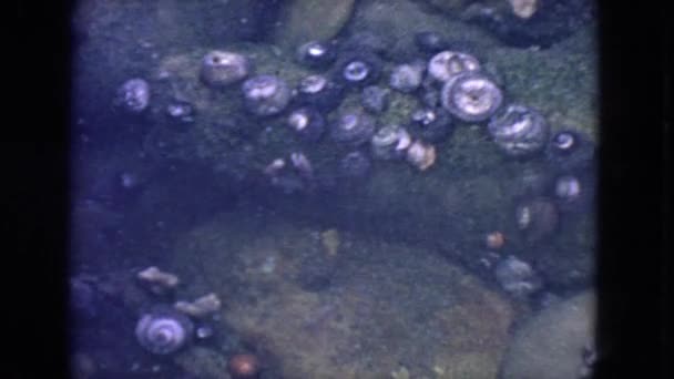 贝壳和螃蟹在水之下 — 图库视频影像