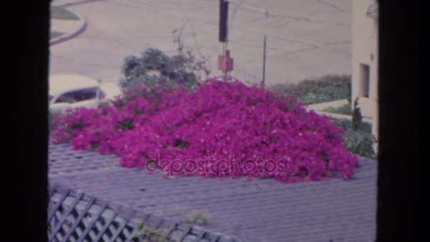 Vista sobre flores violetas en el techo — Vídeos de Stock